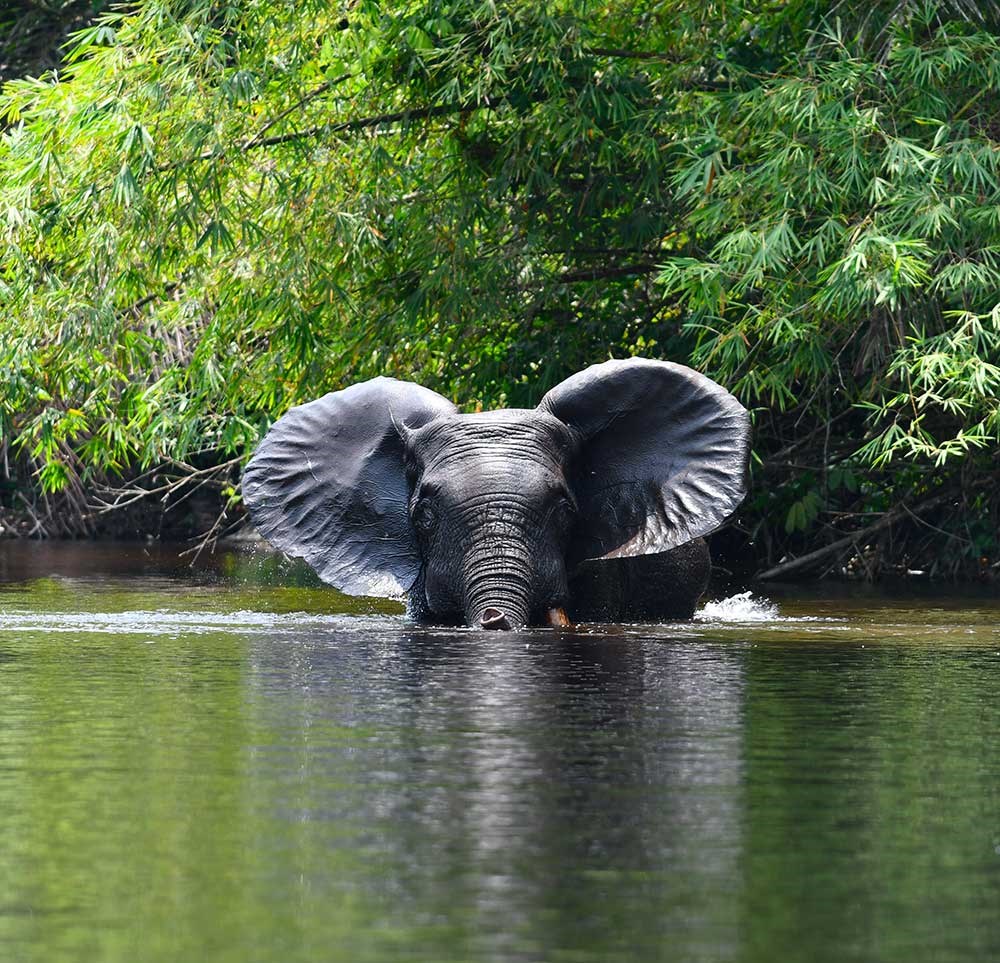 congo-parcs-de-noe-conkouati-elephant-BD3