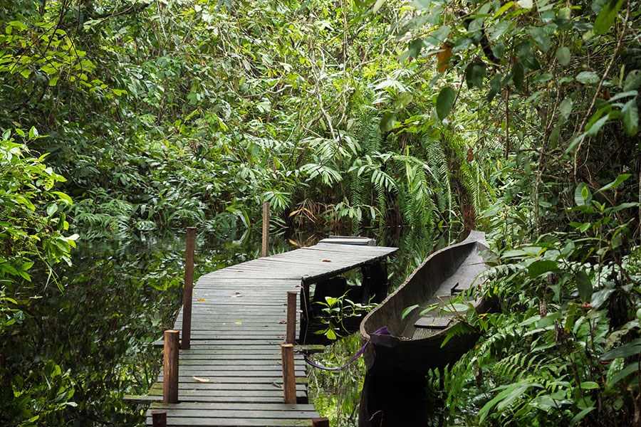 4-Days-Gorilla-and-Chimpanzee-Trekking-in-Congo6