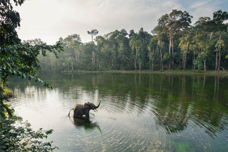 Nouabale-Ndoki-elephant-1024x682