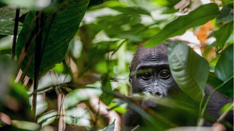 lowland_gorilla_congo_shutterstock