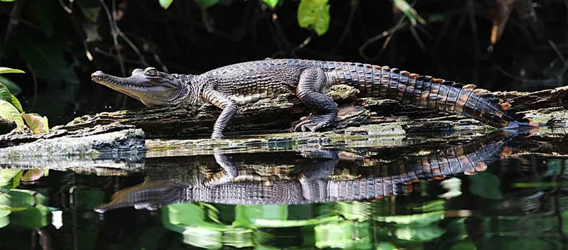 congorwandaSlider_LangoCamp_Slender-snoutedCrocodile_1366x601